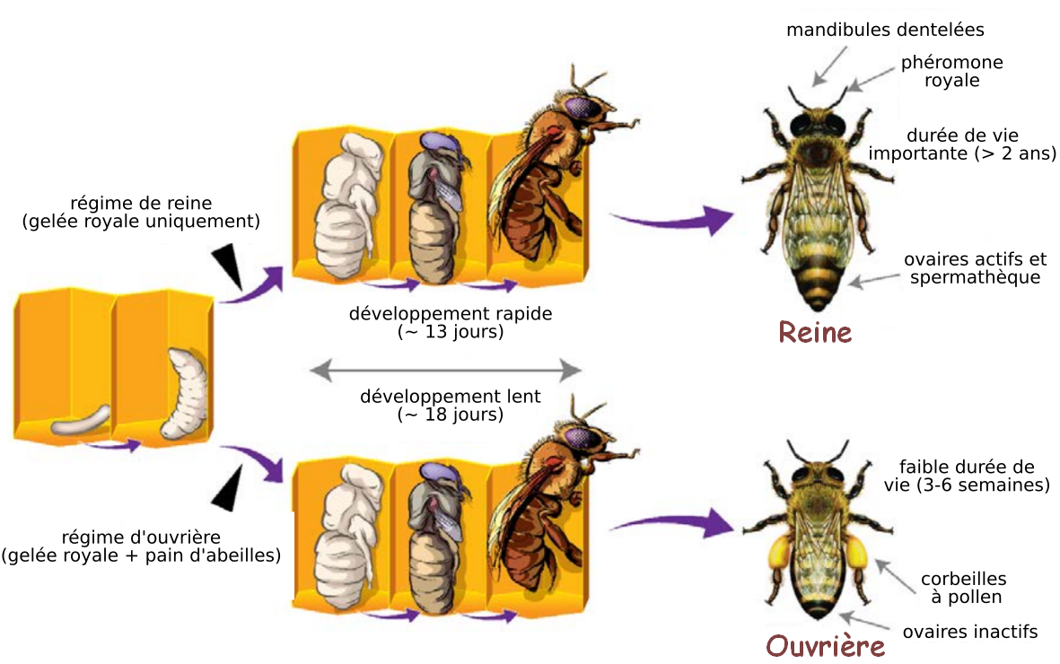 Développement de l'abeille domestique