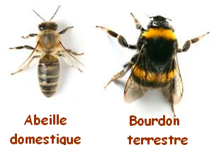 abeille et bourdon