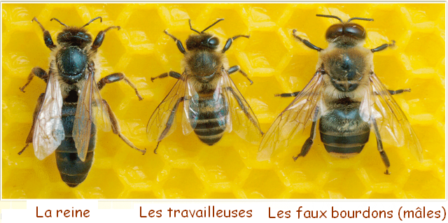 castes d’abeilles