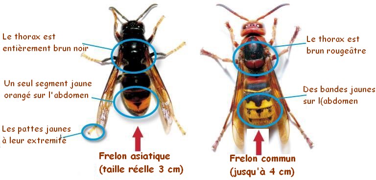 frelon identification